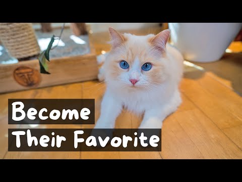 Видео: Как кошки выбирают себе любимого человека | Кошачий дворецкий