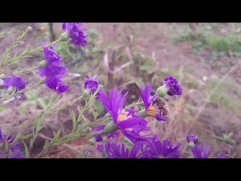 Видео: Закрытие сезона, почти