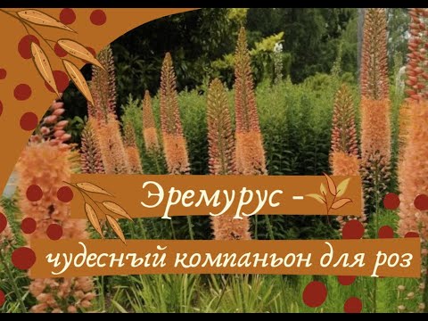 Видео: Эремурус - чудесный компаньон для роз