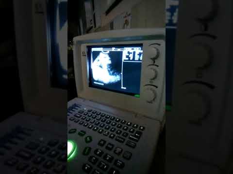 Видео: Беременность собаки