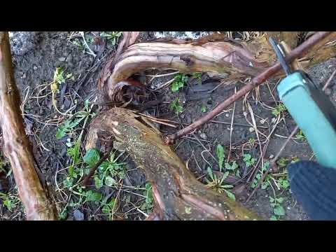 Видео: . Обрезка винограда " Изабелла."