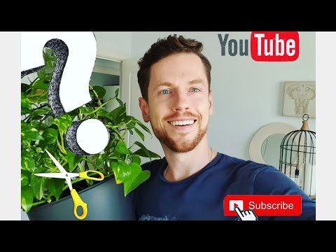 Видео: Омоложение и черенкование Эпипремнума золотистого (golden pothos).