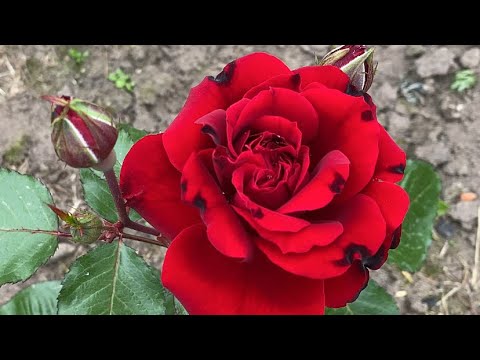 Видео: ЦВЕТЕНИЕ РОЗ 2022🌹🥰💪. ВКУСЫ РАЗНЫЕ У ВСЕХ, но ПРАВДА ЕСТЬ ПРАВДА ✊🌹😎