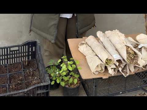 Видео: Говорим о клематисах, показываем саженцы