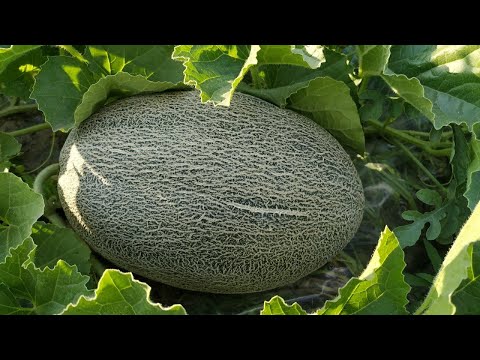 Видео: Обзор привитых ДЫНЬ🍈 на 23 июля. Дыня АМАЛ и ФЛОРЕНЦИЯ.