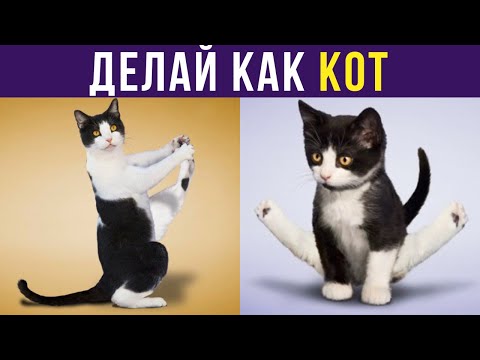 Видео: Приколы с котами. Делай как кот))) | Мемозг #258