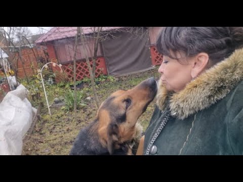 Видео: Укрываю розы. Готовлю вареники. Полезные советы. Жизнь семьи в деревне.