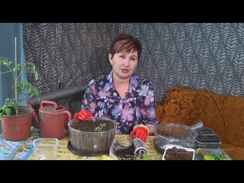 Видео: "Удачная среда" - эксперименты на дачных участках с ягодными культурами (Бийское телевидение)