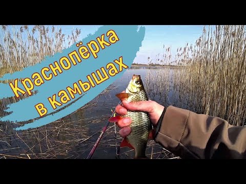 Видео: Ловля краснопёрки в камышах. Рыбалка на новом озере. Поплавок