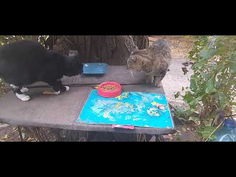 Видео: ОБЕД В КАФЕ!🌳🥩ГДЕ КОТЯТА?😻😺👀