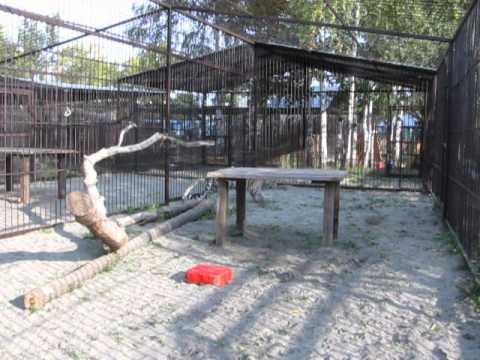 Видео: обогащение среды у дальневосточного леопарда