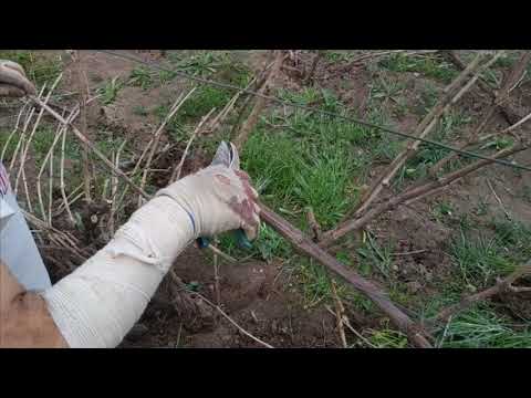 Видео: Обрезка куста Ркацители . Виноградник Ерема Аракеляна .