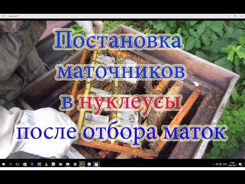 Видео: 2 Часть  Постановка маточников в нуклеусы и выход маточек из них