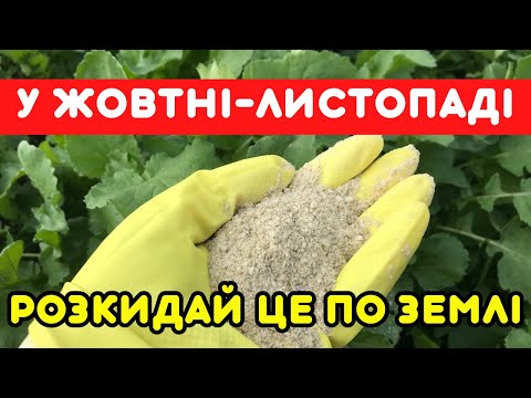 Видео: Усе росте У 10 РАЗІВ КРАЩЕ! Восени розкидай це по землі - буде пишна і родюча. ПРОСТО ТА ЕФЕКТИВНО!