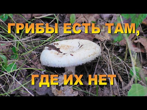 Видео: Грибы есть там,где их нет. 4 серия."Амурская рыбалка 28" ушла за грибами.