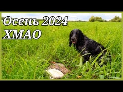 Видео: Охота на утку с подхода 2024. ХМАО.