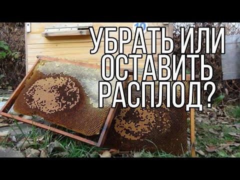 Видео: Пчелиный расплод в октябре что делать? Убрать или оставить расплод в октябре?