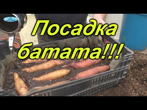 Видео: Ещё не пробовали?! Обязательно попробуйте вырастить батат дома!