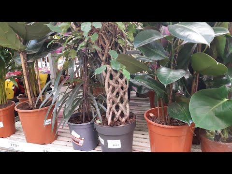 Видео: ✒подпишись на Дзен - ЛЕРУА МЕРЛЕН//ЦВЕТЫ обзор с ценами