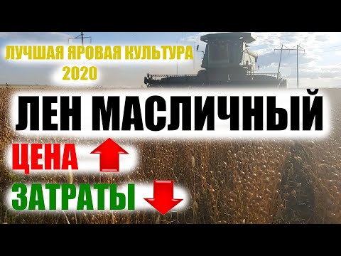 Видео: Прощай, подсолнечник! Перехожу на лен масличный