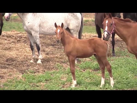 Видео: Конеферма КФХ "Простор"