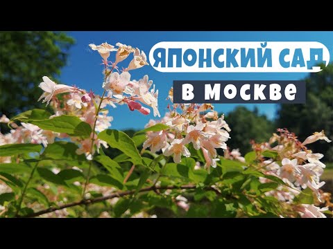 Видео: Японский сад в Москве. Japanese garden. Moscow. Ботанический сад.