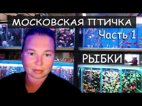 Видео: Московская птичка. Большое путешествие. Часть 1. Рыбки