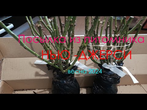 Видео: РОЗЫ  Очередная посылка  Весна 2024