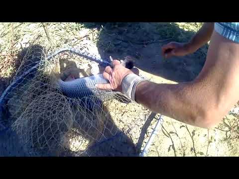 Видео: В Каменке Карпы Идут Дуплетами. Мед Решает Все!