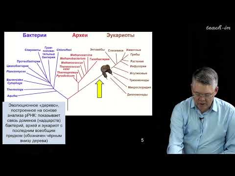 Видео: Дубынин В.А. - 100 часов школьной биологии - 2.7. Трансляция, генетический код