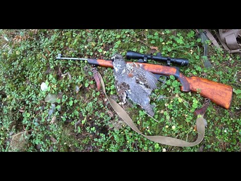 Видео: Охота на рябчика осенью с мелкашкой. Охота с тоз-99.