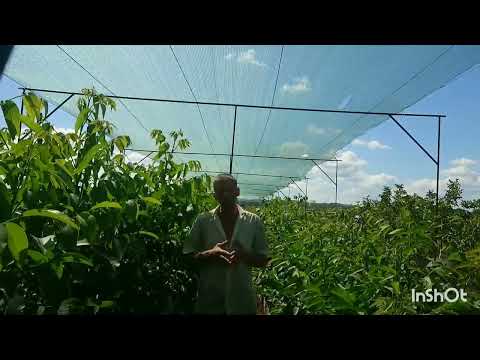 Видео: Сложный вопрос о выборе промышленного сорта.