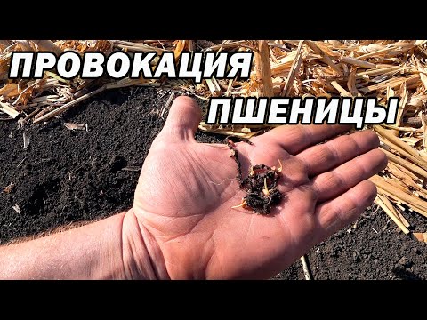 Видео: Провокация пшеницы. Как это бывает