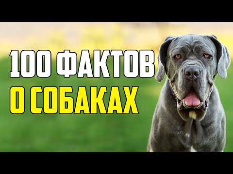 Видео: 100 ИНТЕРЕСНЫХ ФАКТОВ О СОБАКАХ