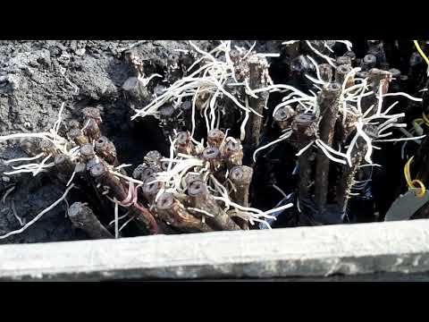 Видео: Кильчеватордан жүзім  шыбықтарын қазып алу.