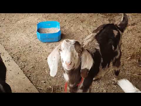 Видео: англонуб.лақ айырбасқа