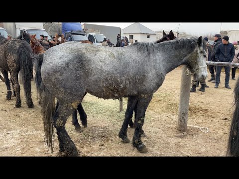 Видео: 05.03.2023 Жылқы бағасы Тараз мал базар / рынок скота лошади / farm animal horse