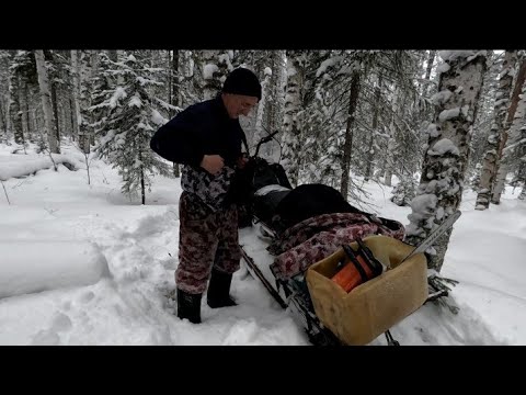 Видео: Второй день. Долгожданный соболь. Продолжаю рассказ. Путь к домику.