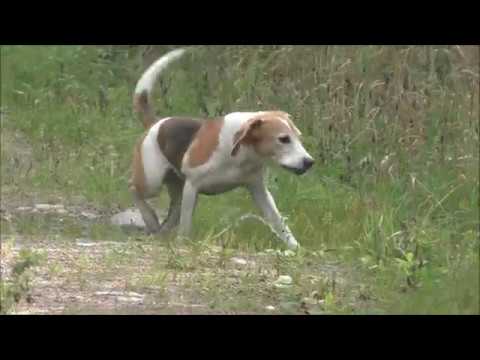 Видео: Открытие Охоты с Эстонскими ГОНЧИМИ! (2018)