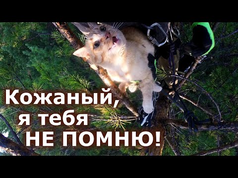 Видео: Арчибальд повторно. Долго, нудно, с объяснениями.