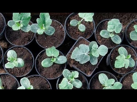 Видео: 🍉КАВУНИ🍉ЧАС ВИСІВАТИ НАСІННЯ НА РОЗСАДУ🍉🍉🍉