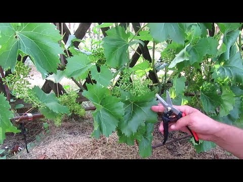 Видео: 🔴🔴Обрываем нижние листья винограда после опыления. Осветление гроздей винограда.