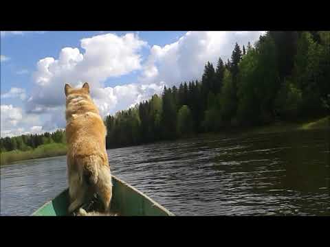 Видео: Открыли летний сезон на хариуса на реке Яйва 01. 06. 2019 год  https://vk.com/club181811773