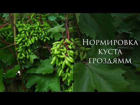 Видео: Нормировка виноградного куста гроздями