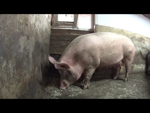 Видео: 457‼️Обзор племенных свиней в моем хозяйстве ‼️Элитная генетика в деревенском свинарнике🐽🐖