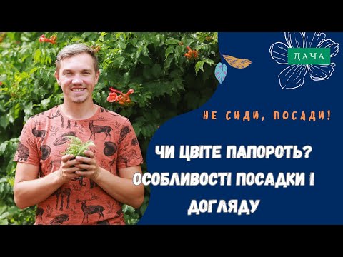 Видео: Особливості Посадки і Догляду За Папоротью. Види Папороті.