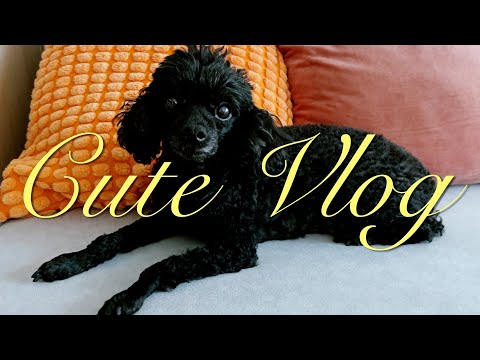 Видео: Большой Cute VLOG #111🍂|Новости и покупки | Разбор косметики |Новый канал