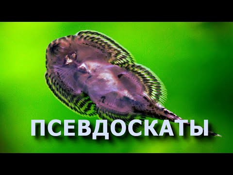 Видео: ПсевдоСкаты в аквариуме: севелия, гастромизон, бефортия
