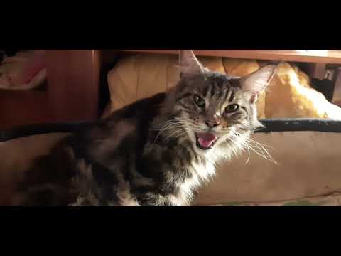 Видео: Роды у нашой кошки мейн-кун. О родах у кошек и как помочь.