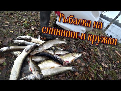 Видео: Эмоциональная рыбалка в ветренную погоду. Рыбалка на спиннинг и кружки. Щука на лесном озере. Осень.